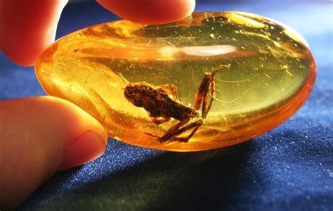 Amber is one of the few gem materials not technically considered a mineral. Formed from ...