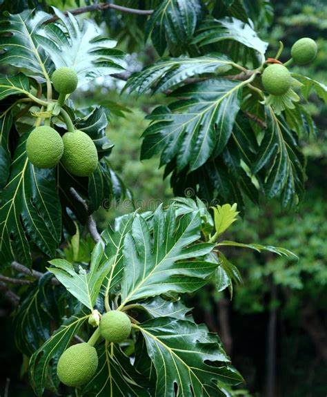 Breadfruit tree stock image. Image of natural, vegetation - 19201605