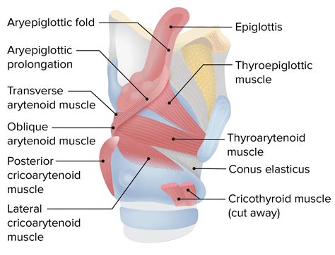 Larynx Anatomy With Labeled Structure Scheme And Educational Medical | The Best Porn Website