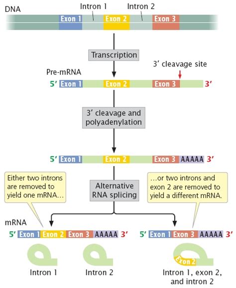 Alternative RNA splicing. | Learn Science at Scitable