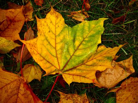 Soul Amp: Fall Leaf Photos Closeup in Wisconsin in the city of Milwaukee 2008. Wet leaf photos ...