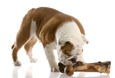 All-time favorite : 5 Best Chew Bones for Dogs