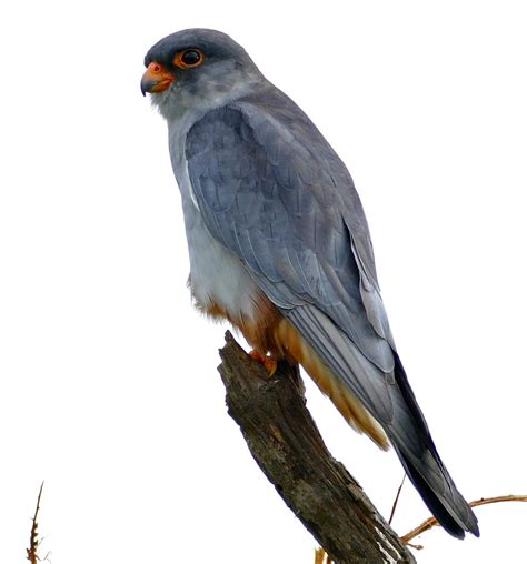 Amur falcon (Falco amurensis)