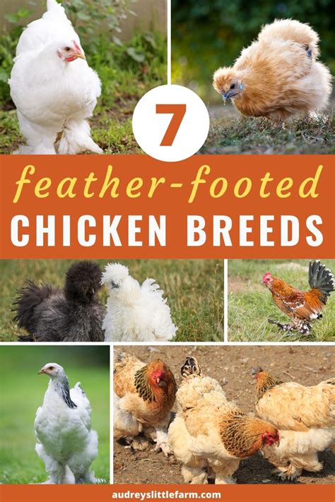 7 Best Feather Footed Chicken Breeds - Audrey's Little Farm