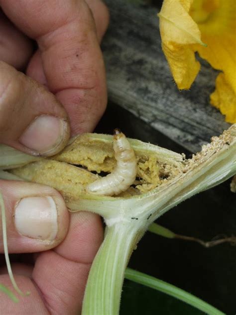 How to Identify Insect Habitats and Cocoons | HGTV