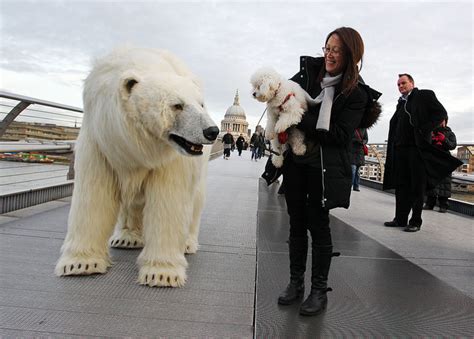 Fortitude Polar Bear Roams London | Taylor Herring