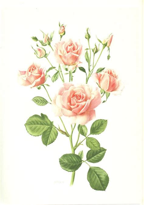 Pink rose art, 1962 Vintage botanical art, Hymn rose flower, Pink Roses art, Vintage roses gift ...