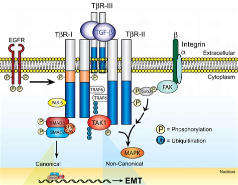 Differential Interactions of TGF- β Receptors with Transmembrane and ...