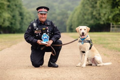 Brave service dogs awarded for saving lives and fighting crime | Metro News