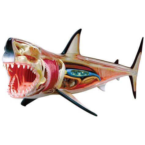 4D Great White Shark - TEDCO toys