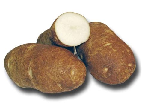 Russet Burbank | Holbrook Seed Potatoes