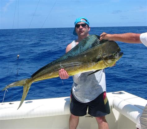 Mahi-mahi, Common Dolphinfish (Coryphaena hippurus) - Wiki; DISPLAY FULL IMAGE.