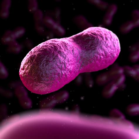 Pathogen of the Month: Yersinia Pestis - GIDEON - Global Infectious Diseases and Epidemiology ...