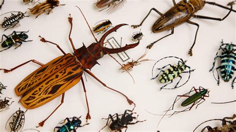 Bugs | Natural History Museums of Los Angeles County