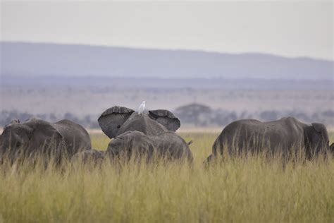 Amboseli. Elephants - PixaHive