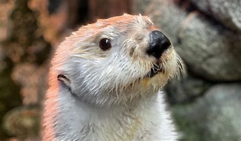 200+ Otter Names and the Cutest Names for Otters