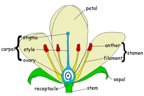 GCSE Biology: Structure of a Flower