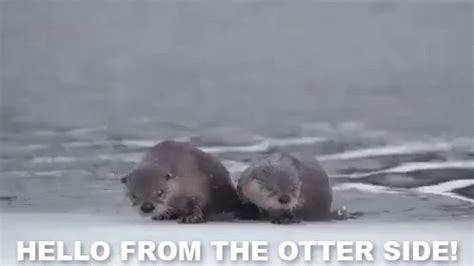 Otter Hug GIFs | Tenor | Otters hugging, Otters, Hug gifs