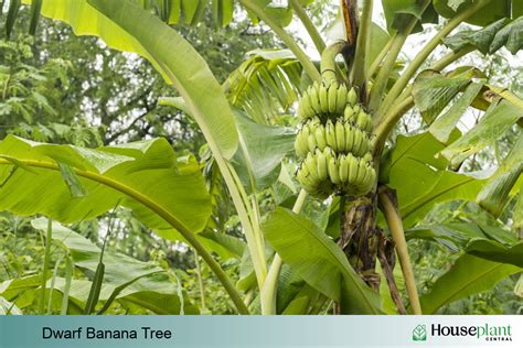 Get Tropical with an Indoor Dwarf Banana Tree