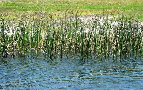 Make the Most of Your Pond This Year! | Panhandle Agriculture