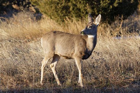 Colorado Wildlife. Wild Deer on the High Plains of Colorado Stock Image - Image of animal, pine ...