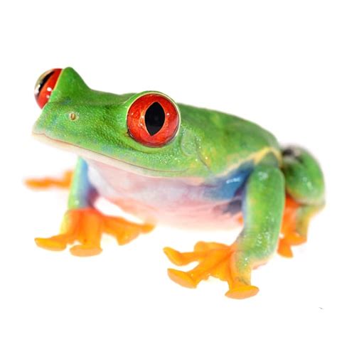 Petco Red-Eyed Tree Frog - Climbing & Vocal Reptile Pet