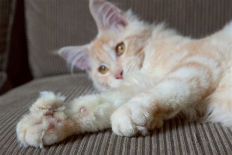 Are Polydactyl Cats Rare?