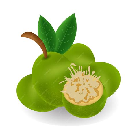 Premium Vector | Fruit Kedondong Vector IllustrationMobile