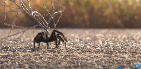 VIDEO: See What Colorado's Tarantula Migration Looks Like