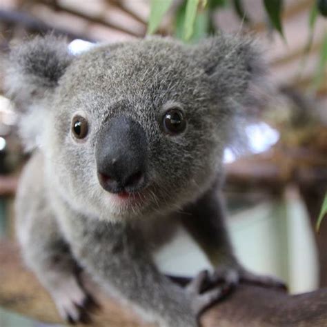 baby koala australia - Travel Team