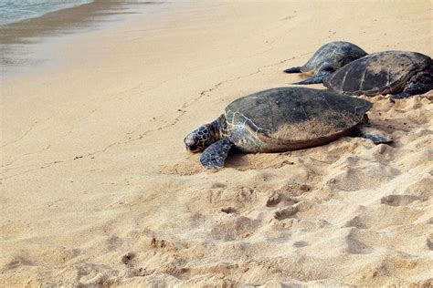 Free Images : beach, nature, sand, shore, animal, wildlife, sea turtle ...