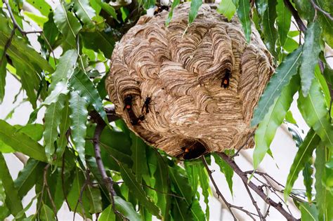 The Best Bee Swarm Trap | Chook City