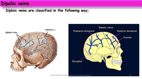 Anatomy / HEAD AND NECK / Theoretical lec 6 emissary and diploic veins / DR.HASSNA - YouTube