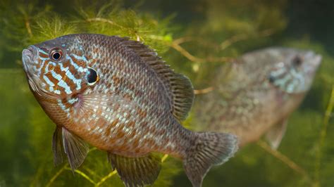 Pumpkinseed Sunfish | San Diego Zoo Animals & Plants