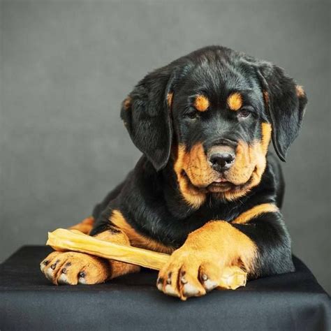 Rottweiler Names: Male And Female Names For Rotties | Rottweiler puppies, Puppies, Rottweiler names