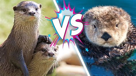 Sea Otters VS River Otters! What's the Difference? - YouTube