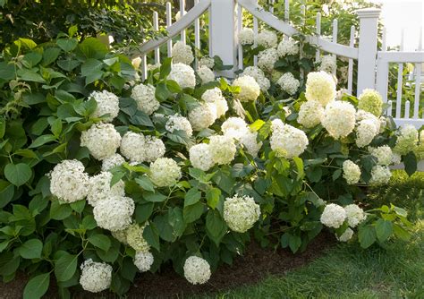 Hydrangea macrophylla 'White' 8" Pot - Hello Hello Plants & Garden Supplies