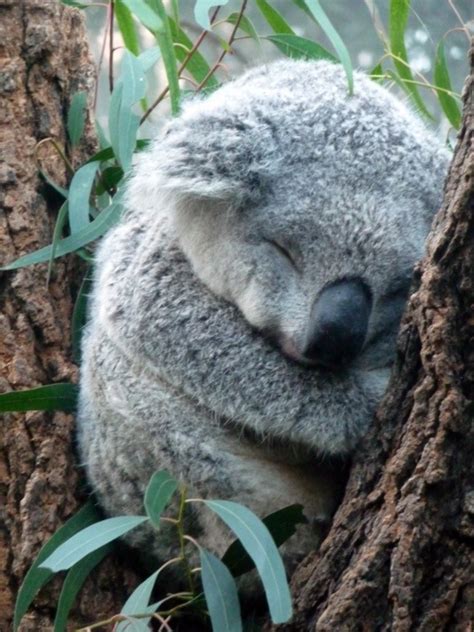 Baby Koala Sleeping