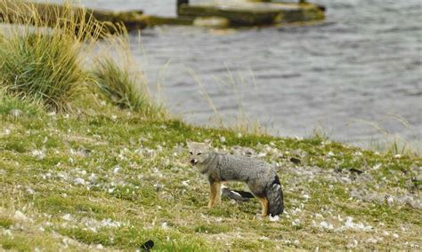 Falkland Islands Wildlife Guide - The Crowded Planet