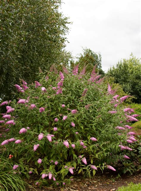 Pink Delight Butterfly Bush | Butterfly bush, Pink perennials, Plants