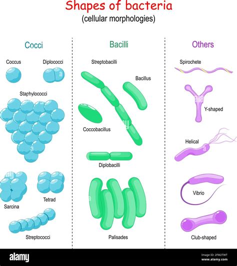 Types Of Spiral Bacteria