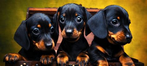 500 Cutest Dachshund Names for a Girl or Boy Puppy Dog – Green Garage