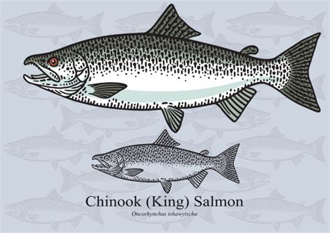 Chinook Salmon: The King of Salmon - Fishmasters.com