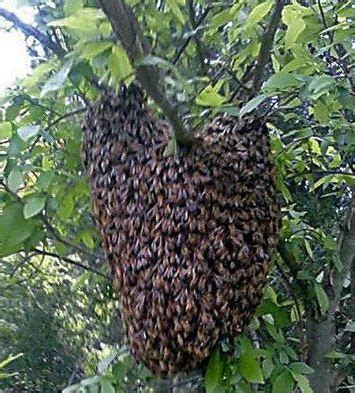 Seis lesionados tras ataque de abejas africanizadas en San Lucas - Radio La Primerisima