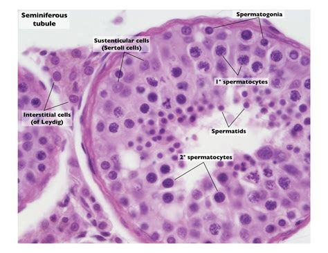 Seminiferous Tubule Histology Histology Slides, Science Equipment, Anatomy And Physiology ...