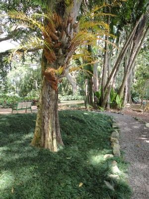 Wahiawa Botanical Garden - Botanical Gardens - Wahiawa, HI - Yelp