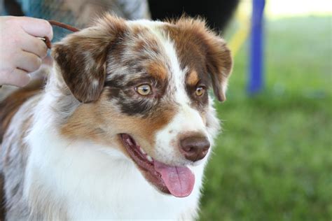 Australian Shepherd Red Merle | Australian shepherd, Aussie dogs, Beautiful dogs