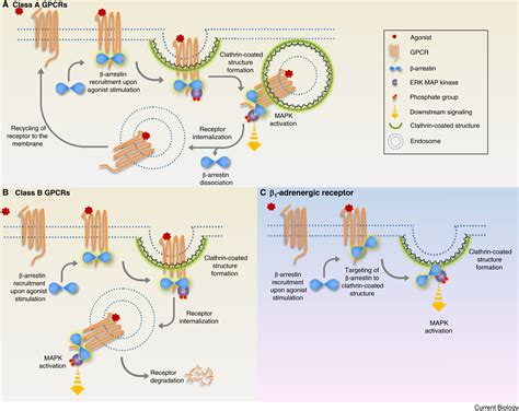 GPCR Signaling: β-arrestins Kiss and Remember: Current Biology