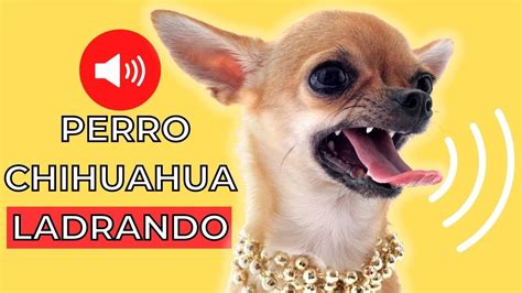 Sonidos de Perro Chihuahua LADRANDO 🐶 - YouTube