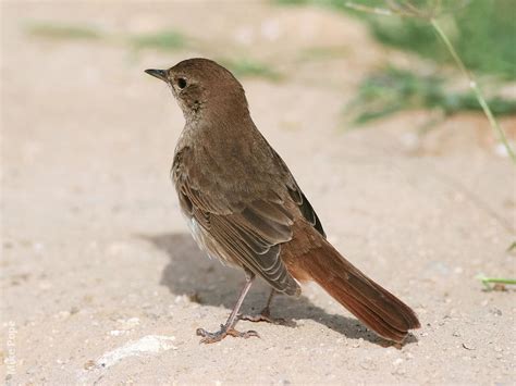 Common Nightingale | KuwaitBirds.org